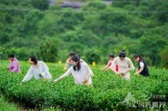 荔韵茶喷鼻飘南粤 智绘丰景展新篇 2025“丰收中